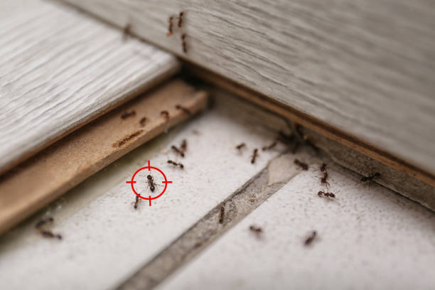 Best Affordable Pest Control Services  in Mccordsville, IN